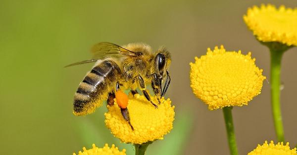 How to Prevent Insect Bites When You Go on Your Holidays