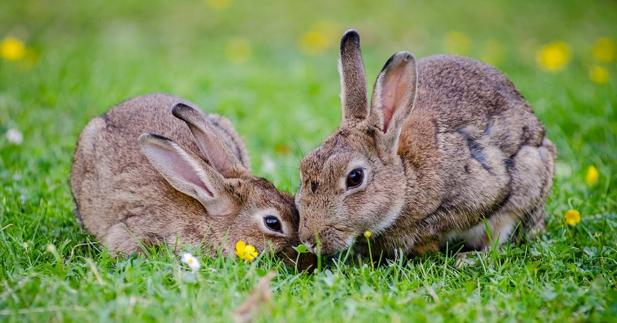 Rabbit Care - Shop Online At Vet Pharmacy For Rabbit Care Products